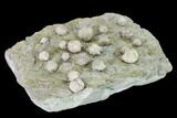 Multiple Blastoid (Pentremites) Plate - Illinois #135623-3